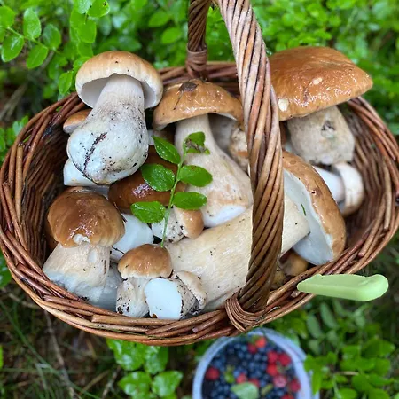 Bily Jelen Ralsko * Kurivody